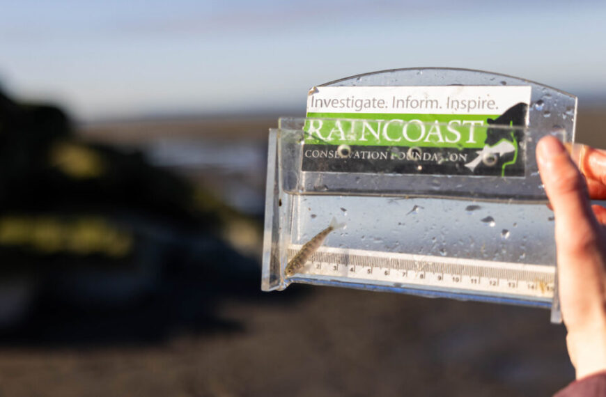 Salmon DNA enables new understanding of how young Chinook salmon use the Fraser River Estuary