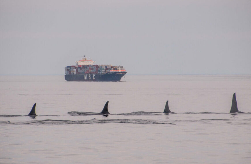 Five orcas swimming in a line in the foreground with a large cargo ship generating ocean noise in the background on a calm sea.