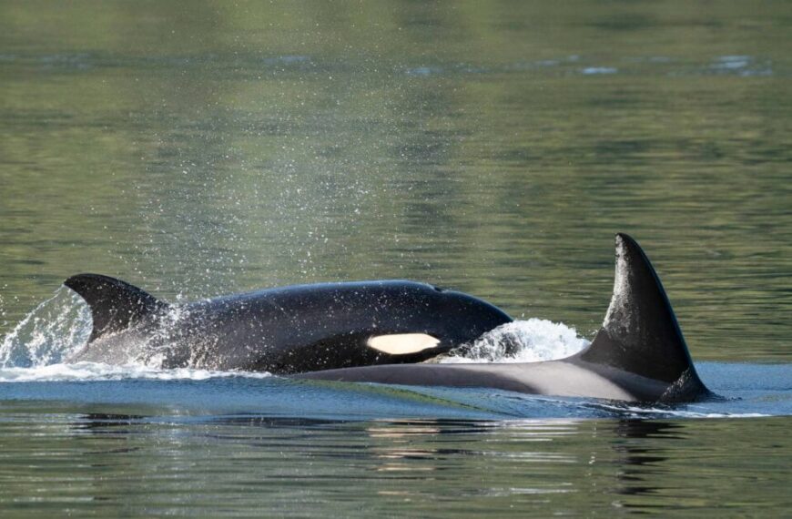 Two orcas, resembling 2024 Raincoast Ocean Science Awards winners, glide gracefully on a tranquil body of water, with one partially submerged and the other's dorsal fin visible.