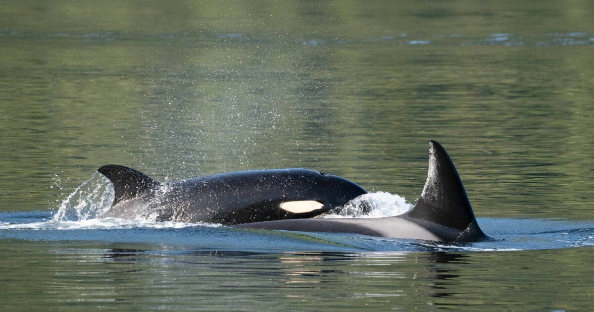 Announcing the Raincoast Ocean Science Awards winners, 2024