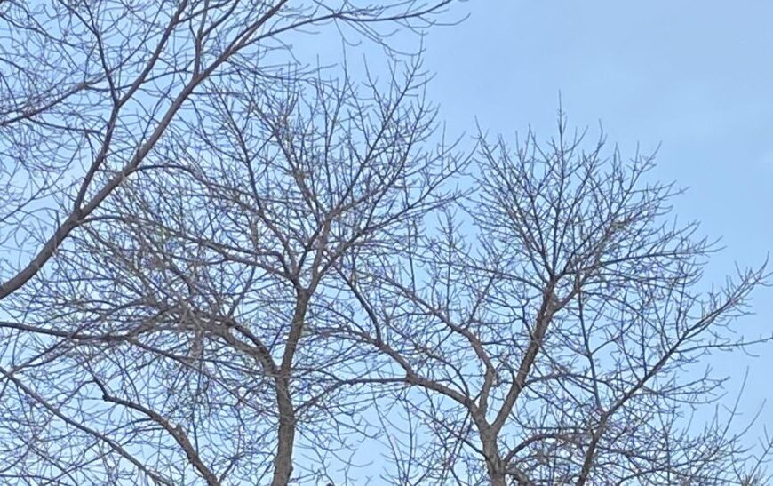 Bare tree branches stretch against a clear blue sky, crafting a serene scene that evokes memories of crisp winter days.