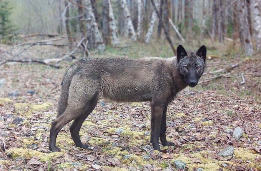 A black wolf with a dark coat stands in a forest, surrounded by trees and fallen leaves, embodying the beauty of evolution.