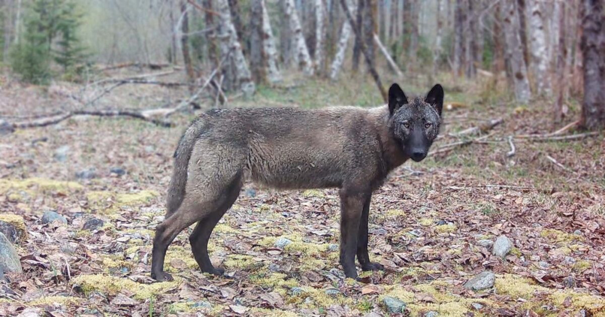 Black wolves: The beauty seen in evolution