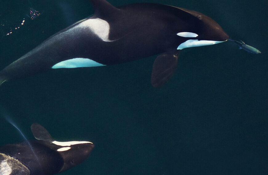 In the deep blue water, two endangered killer whales glide gracefully, one carrying a fish in its mouth.