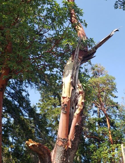 A tall tree with peeling bark and twisted branches stands under a clear blue sky, embodying the interconnectivity of the natural world, surrounded by other trees.