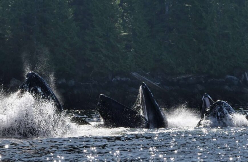 Amidst the backdrop of a forested shoreline, multiple whales surface with mouths wide open, splashing water around in a mesmerizing display. This awe-inspiring scene is set to be featured at the Polygon Gallery's 2024 exhibition celebrating the Raincoast Ocean Science Awards.