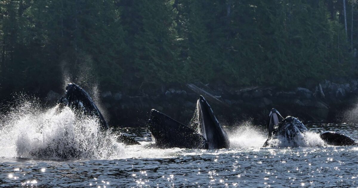Join us at The Polygon Gallery for the 2024 Raincoast Ocean Science Awards