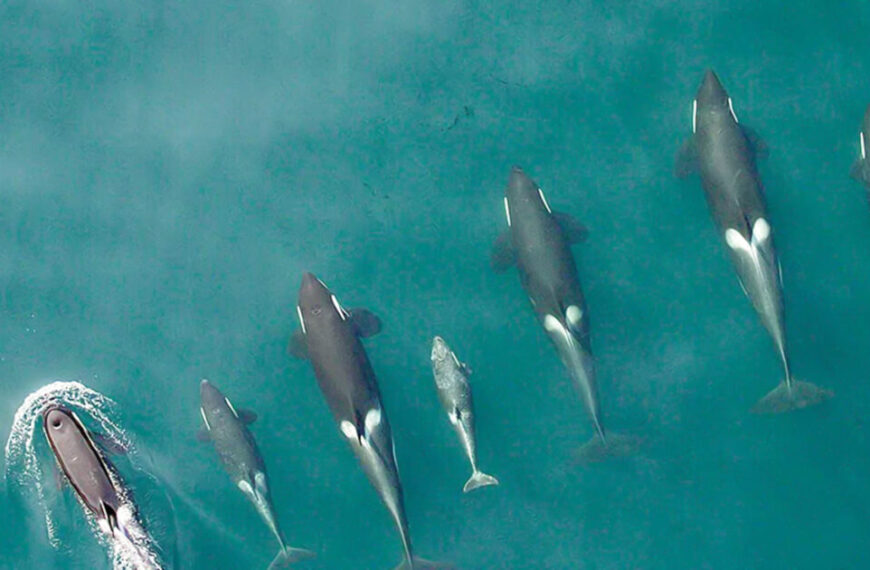 Aerial view of a pod of six iconic Southern Resident killer whales swimming closely in clear blue water.