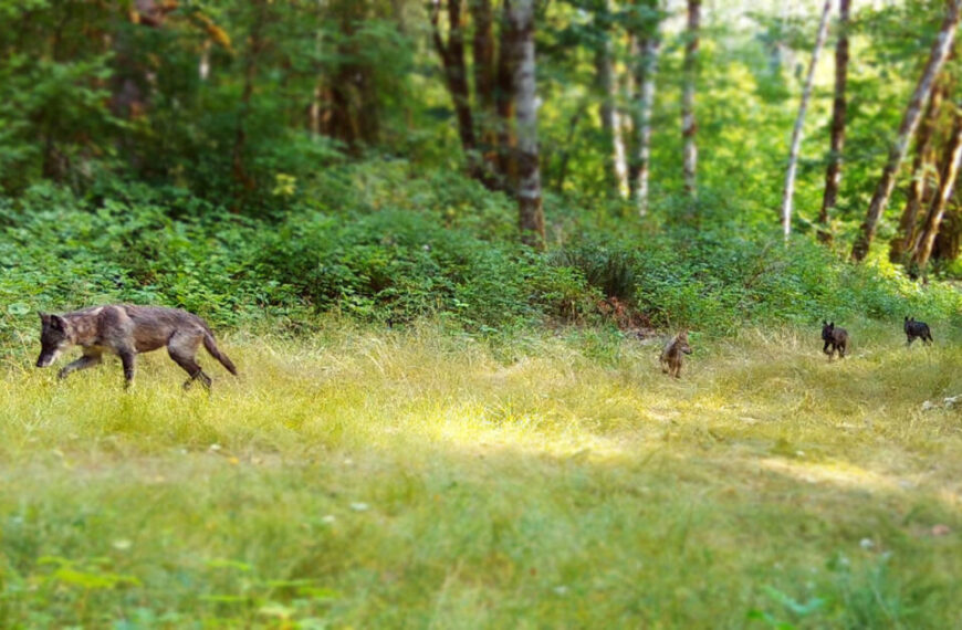 In the current situation in British Columbia, a wolf leads three pups through a sunlit forest clearing, surrounded by dense green foliage.