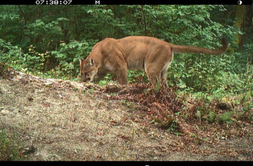 A cougar is cautiously navigating its territory in a wooded area, captured by a trail camera at 07:38:07. The surroundings include dense foliage and a dirt ground. The temperature reads 11°C.