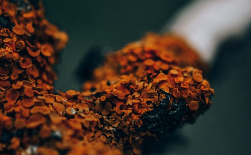 Close-up of vibrant orange lichen growing on a piece of wood, showcasing its small circular formations against a dark, blurry background. This intricate natural display highlights the wonders of lichen science and its global coverage across diverse ecosystems.