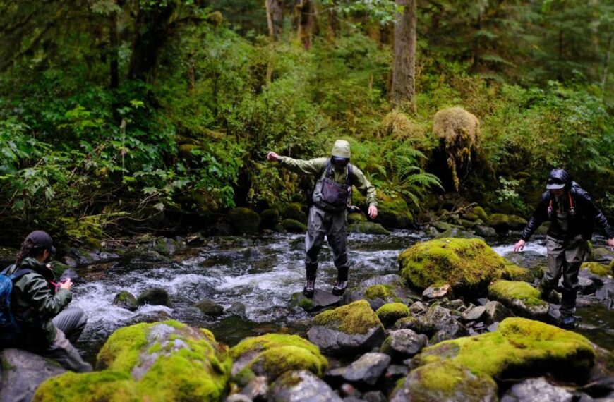 Three people in outdoor gear navigate a rocky, moss-covered stream in Heiltsuk Territory, surrounded by dense greenery, embracing the thrill of creekwalking.