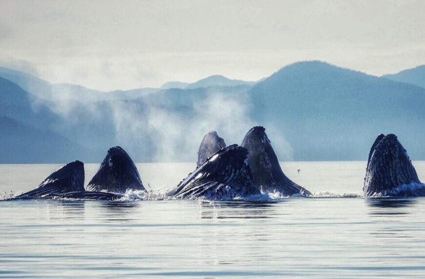 A group of whales majestically breaches the ocean surface, their movements synchronized to the enchanting humpback whale songs, with Perth's misty mountains providing a serene backdrop.
