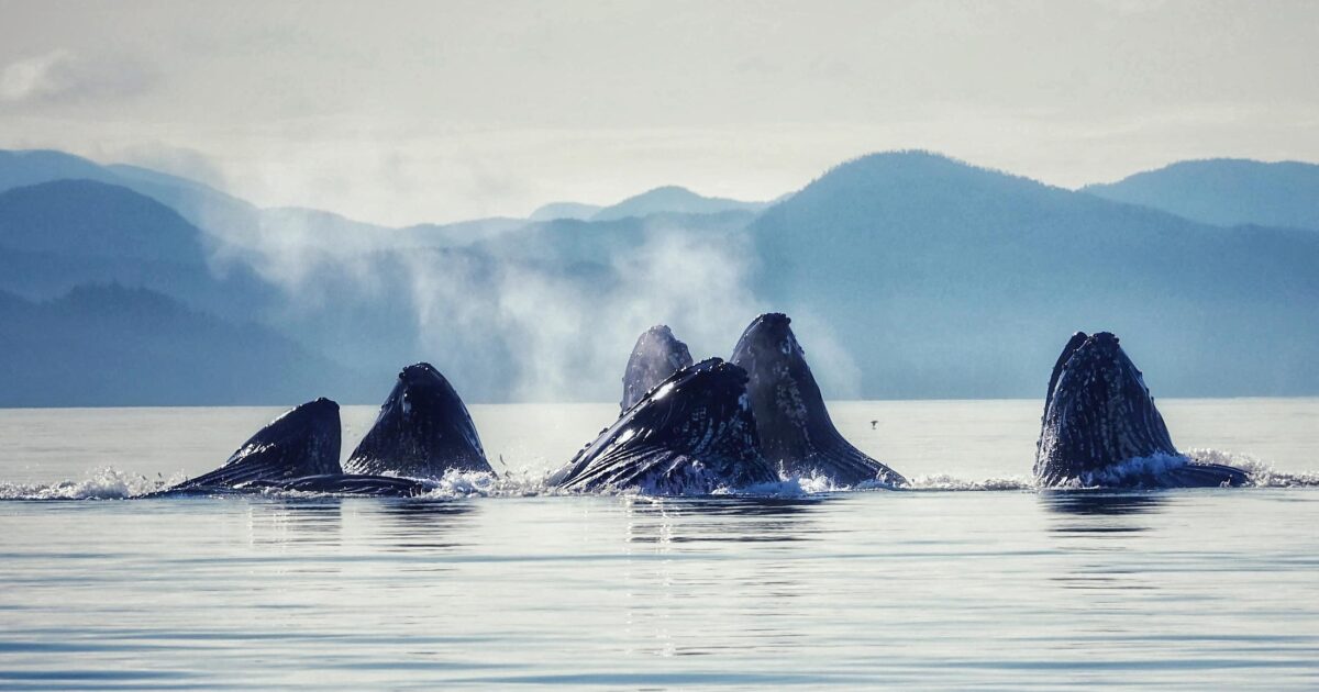 Dr. Erin Wall presents on humpback whale songs in Perth