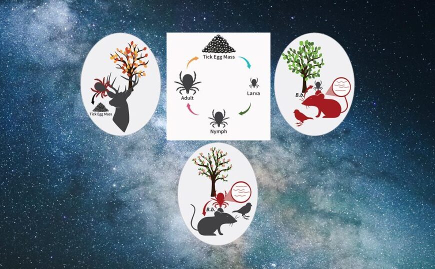 Diagram illustrating the life cycle of a tick, including stages as egg, larva, nymph, and adult. Against a starry night sky backdrop, the illustration highlights how biologists study these stages to understand their connection to Lyme disease.