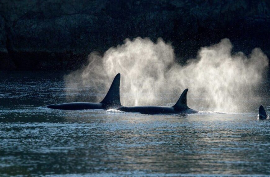 Three orcas swim close together, exhaling mist as they surface in the sunlit, calm waters of the Salish Sea. Their graceful movements add a dynamic layer to the serene soundscapes captured by nearby hydrophones.