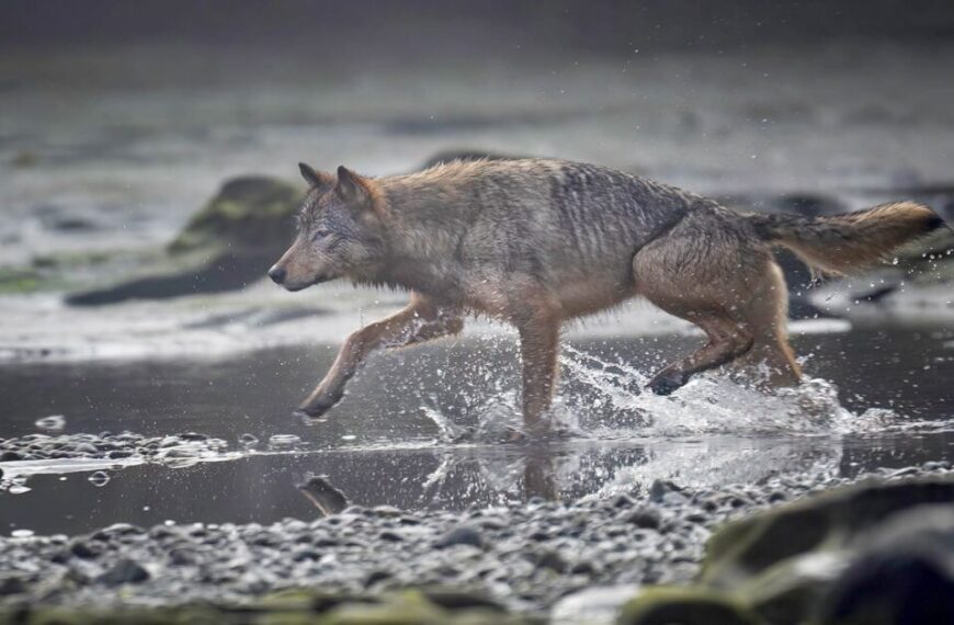 A wolf, intent on its path, splashes through the shallow water as if delivering urgent mail to nature's doorstep.