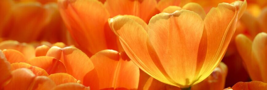 Close-up of vibrant orange tulips, their petals glowing in the sunlight, inviting a moment of reflection akin to the serene essence of Truth and Reconciliation Day.