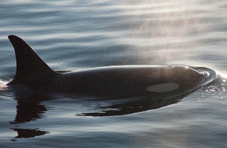 A Southern Resident killer whale glides near the surface of calm ocean water, with sunlight reflecting off its body, highlighting its grace and resilience amidst imminent threats to its survival.