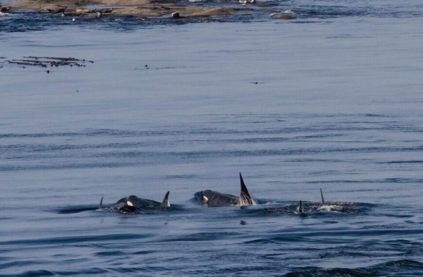 Orcas, hanging by a thread of majestic grace, swim near the ocean's surface with rocky outcrops painting a dramatic backdrop.