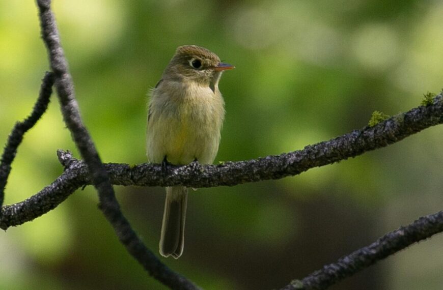 A small bird with light brown and yellow feathers is perched on a tree branch against a blurred green background, part of a thriving bird population recently highlighted in a new study from BC's central coast.