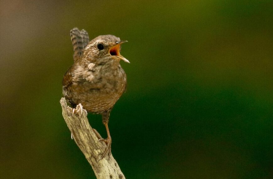 A small brown bird perched on a branch with its beak open, showcasing the vibrant biodiversity against a blurred green background.