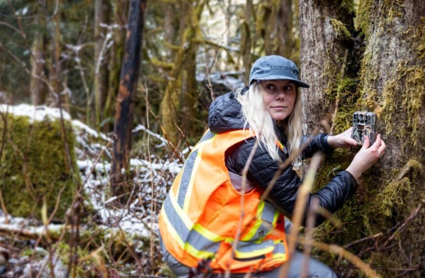 In an orange safety vest and cap, a person installs a camera on a tree in a mossy forest, capturing the essence of nature for Raincoast Radio's new year podcast series.