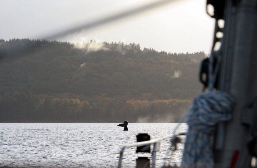 A distant view of the Salish Sea reveals a body of water with trees in the background. A fin is visible cutting through the water's surface, hinting at mysteries below. In the foreground, a boat's railing and rope frame this tranquil scene, perfect for a day spent learning about sailing.