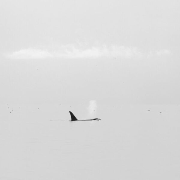 Snapshot of Raincoast actions for Southern Resident killer whales