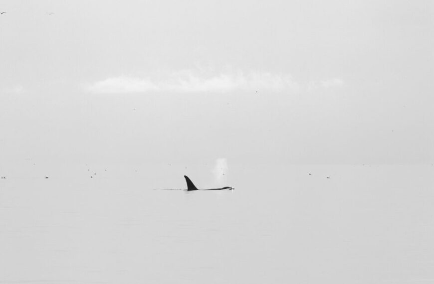 A black and white snapshot captures a calm sea with a single Southern Resident killer whale fin and a distant spout of water. Birds fly near the horizon, embodying the serene essence of Raincoast actions in preserving this natural beauty.