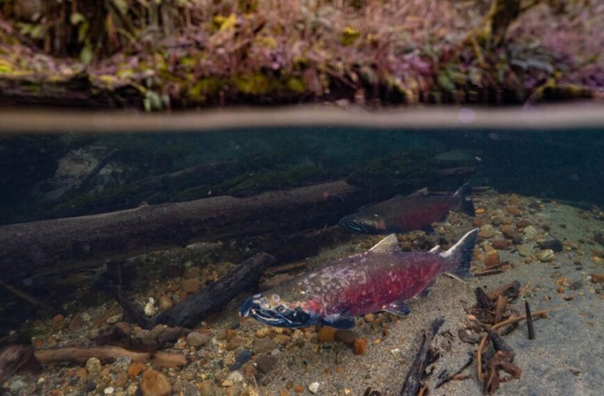 In a pristine Canadian stream, two salmon glide gracefully among rocks and logs. As they navigate this clear waterway, efforts to regulate pollutants like 6PPD ensure their environment remains untouched and inviting.