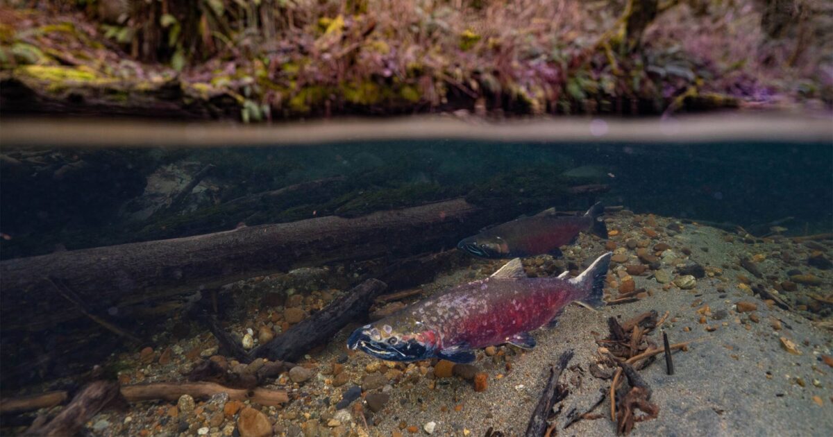 Take action: Urge Canada to regulate salmon-killing pollutant, 6PPD