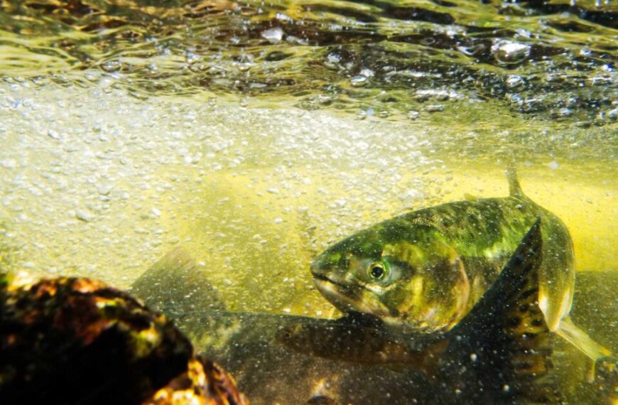 Fish swimming in clear, bubbly water with light filtering from above, creating a harmonious partnership between nature and momentum.