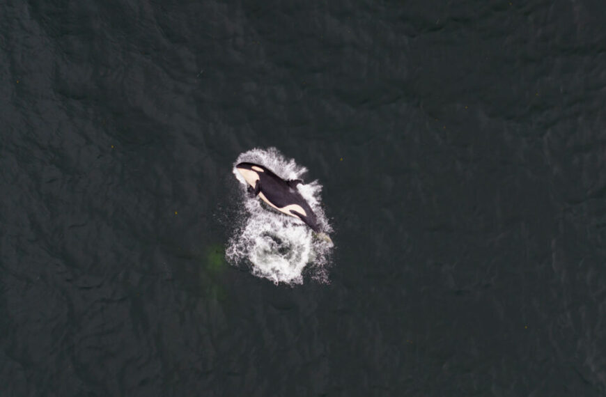 Aerial view of an orca gliding through dark water, creating a bright white splash that contrasts against the deep abyss, a stunning sight in times of looming extinction.