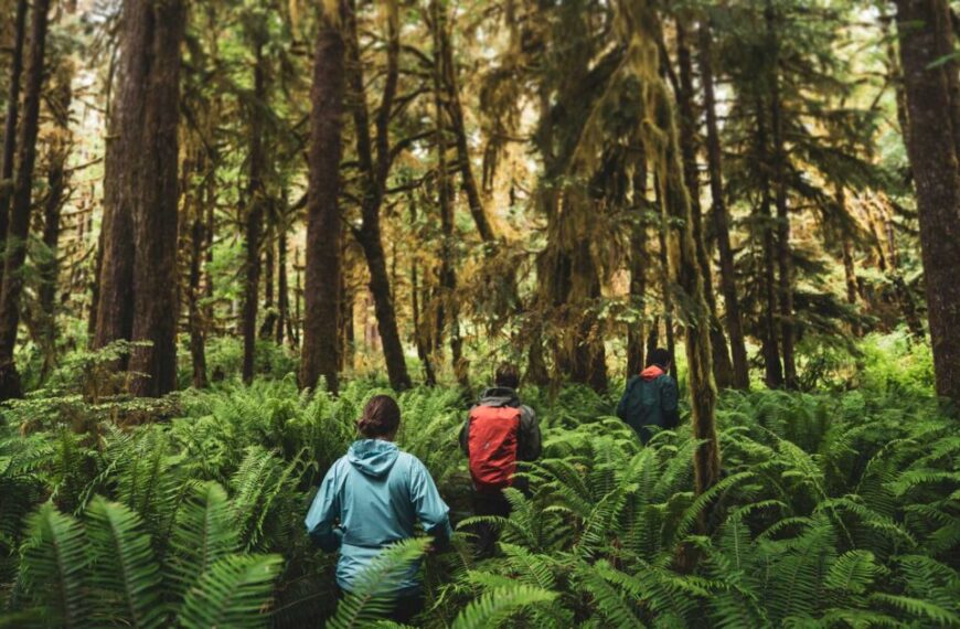 Three people wearing jackets walk through a lush, dense Coastal Douglas-fir forest with tall trees and ferns, sharing the tranquility of nature that strengthens their sense of community.