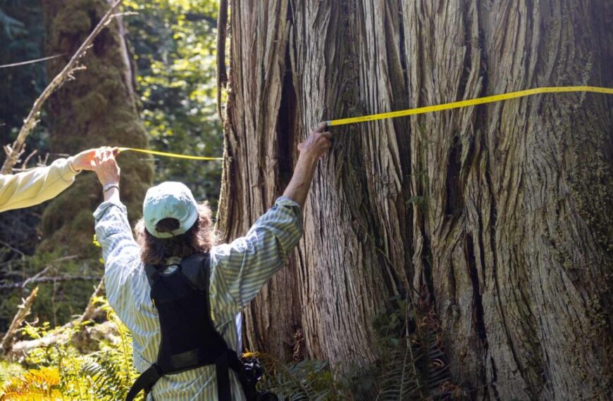 Two people measuring the circumference of a large tree in a Coastal Douglas-fir forest using a yellow measuring tape, dedicated to conserving these majestic woodlands.