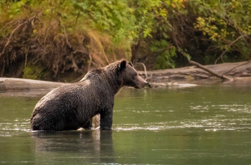 A grizzly bear stands in a river, surrounded by lush greenery and fallen logs, offering a glimpse into the serene beauty that attracts ecotourism enthusiasts.