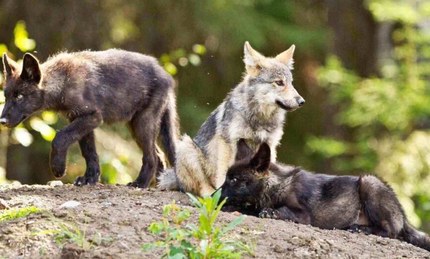 A wolf with black fur and its pups grace the sunlit forest floor; one pup walks while another lies down near the wolf, their scene reminiscent of a serene nature episode on Raincoast Radio.