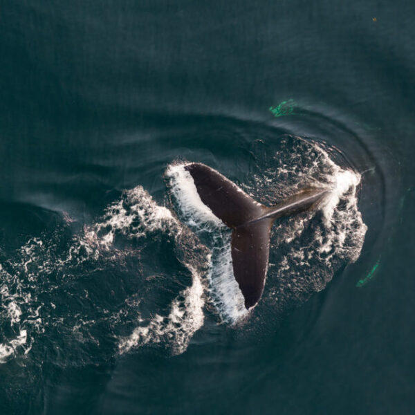 From killer whales to humpbacks