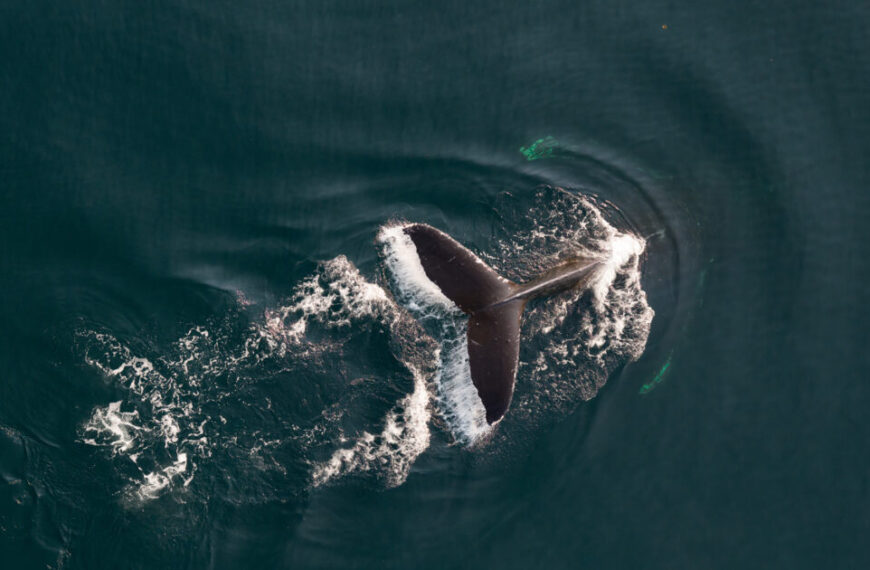Aerial view of a humpback whale's tail submerged in dark ocean water, creating white waves and ripples around it.
