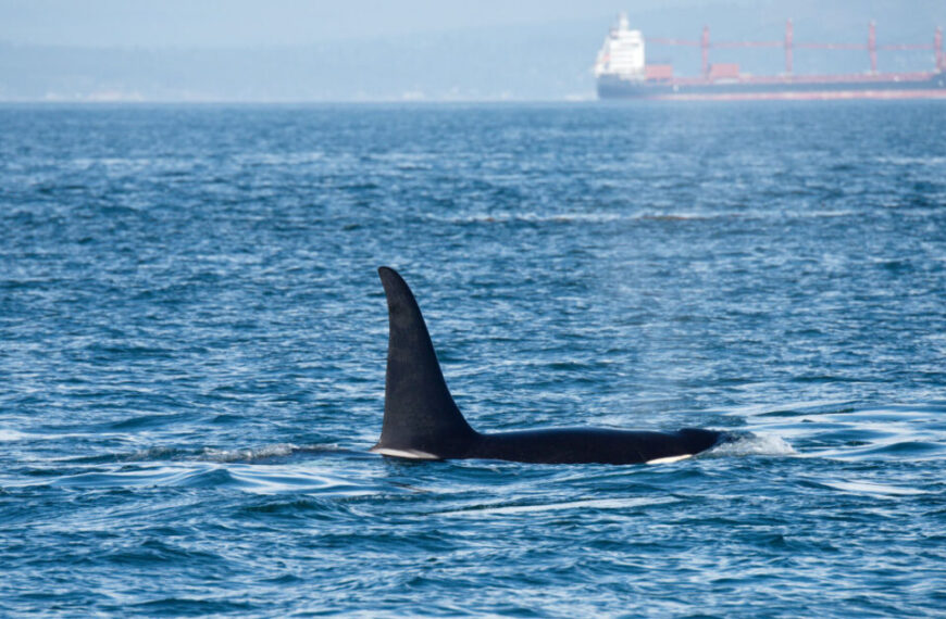 An endangered killer whale gracefully swims in the ocean with a large cargo ship in the background under a clear sky, capturing the attention of conservation groups dedicated to protecting these majestic creatures.