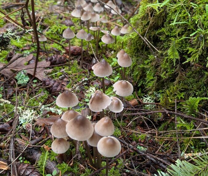A cluster of small, brown mushrooms, reminiscent of tiny, delicate nipples, emerges from the forest floor among lush green moss and ferns.
