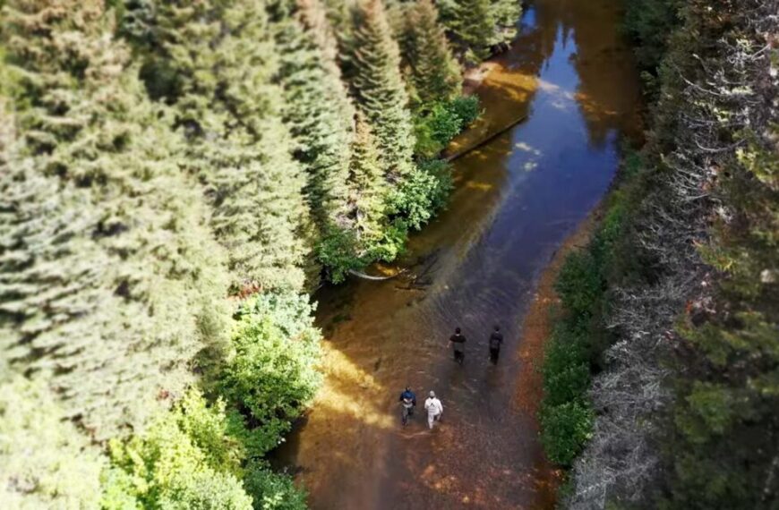 Aerial view of three people walking in the Coldwater River, a shallow and clear waterway surrounded by dense evergreen trees and green foliage, showcasing the area's environmental flow needs.