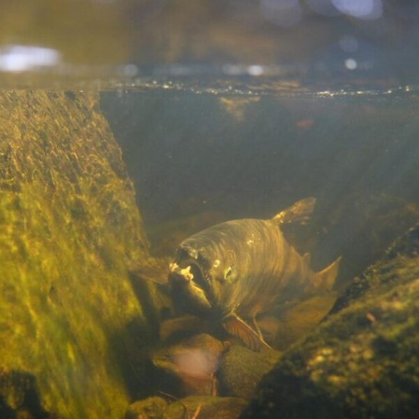 Rethinking fisheries