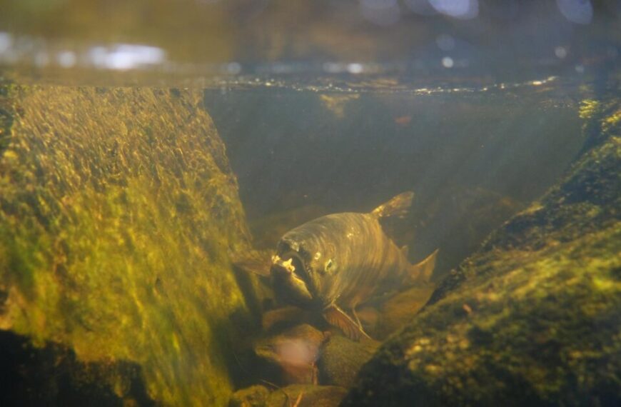 Fish gracefully navigate between rocks underwater, with sunlight filtering through the water, inspiring a rethinking of sustainable fisheries practices.