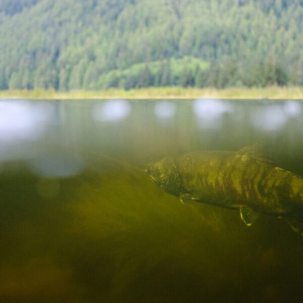 Salmon ecosystems in a changing climate