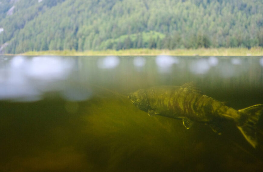 A salmon swims underwater in a lake with a forest visible above the waterline, showcasing the delicate balance of ecosystems.