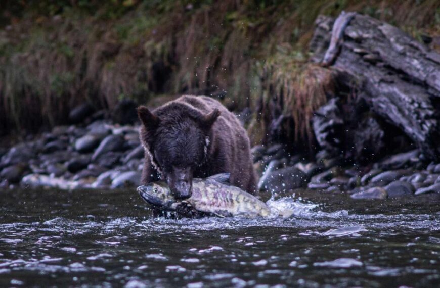 A bear catching a fish in a river stands its ground against the rocky shoreline, with a broader horizon of lush foliage in the background.