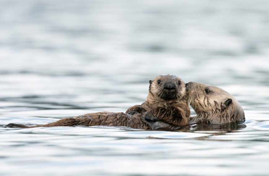 An otter swims in the water while holding a pup on its chest, both partially submerged and facing forward. In 2024, support what you love by donating to conservation efforts and receive charitable tax receipts.