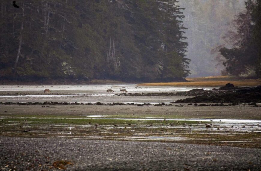 A misty forest, rich in wildlife and the call of nature, surrounds a wide, shallow riverbed. Several deer wade gracefully in the water while distant trees whisper stories of ethics and wolf conservation in the background.